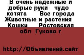 В очень надежные и добрые руки - чудо - котята!!! - Все города Животные и растения » Кошки   . Ростовская обл.,Гуково г.